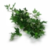 Silk Artificial Ivy Garland